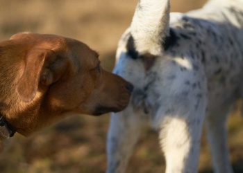 ¿Por qué los perros se huelen la cola? El curioso motivo que revela la ciencia