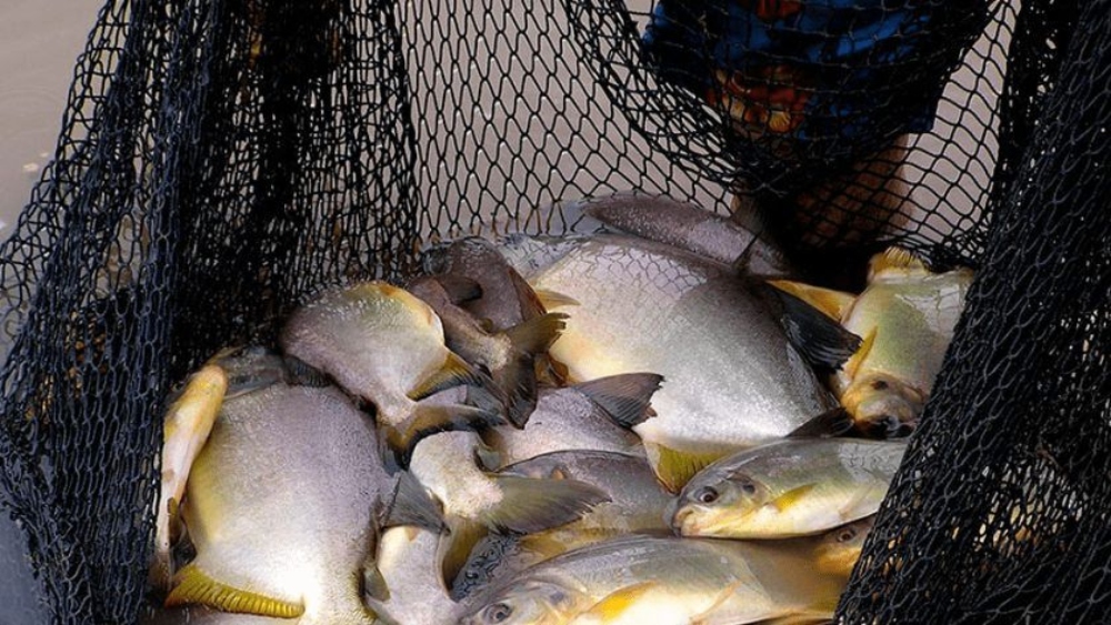 Advierten riesgos por la venta informal de pescado y piden extremar cuidados en un fin de semana XXL