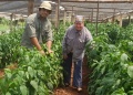 Misiones: producen pimiento para la temporada otoño-invierno