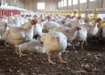 Alerta epidemiológica por nuevos casos de gripe aviar en Buenos Aires y CABA