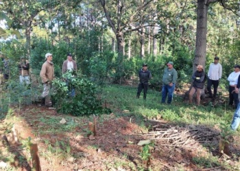 Productores de yerba y mandioca apuestan a la agricultura regenerativa