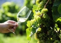 Día Internacional del Riesling: la aristocracia de las uvas blancas