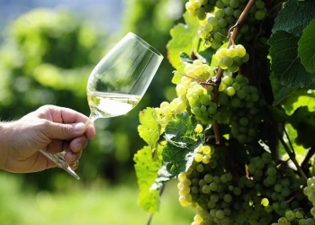 Día Internacional del Riesling: la aristocracia de las uvas blancas