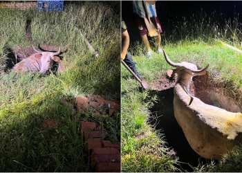 Policías, bomberos y vecinos rescataron a un toro que cayó en un pozo