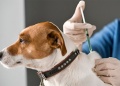 Veterinarios de Misiones advierten sobre el faltante de vacunas antirrábicas