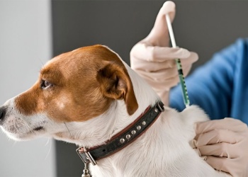 Veterinarios de Misiones advierten sobre el faltante de vacunas antirrábicas