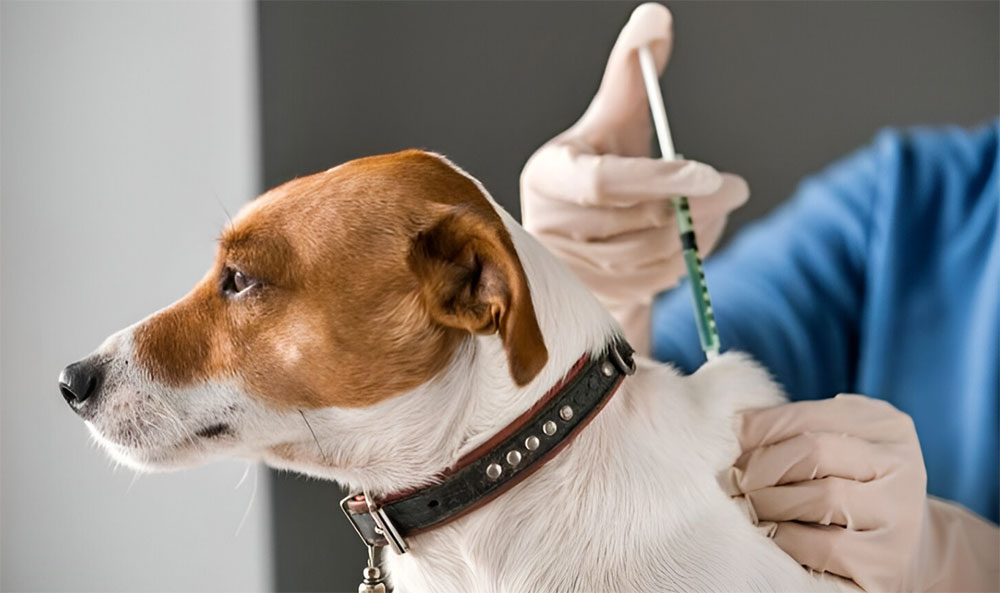 Veterinarios de Misiones advierten sobre el faltante de vacunas antirrábicas