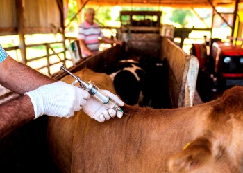 Comienza en Misiones la campaña obligatoria de vacunación contra fiebre aftosa y brucelosis