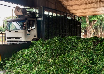 Yerba: antes alcanzaban 2 kilos de hoja para un litro de gasoil, hoy hacen falta 40