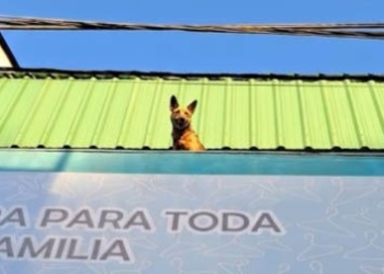 Un perro fue rescatado tras quedar encerrado en un bar pool
