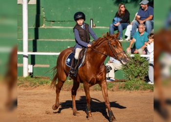 Equitación: “La conexión con caballos  desenchufa las pantallas”