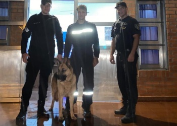 Tras varios días, hallaron sano y salvo a “Capitán”, el perro buscado en Jardín América