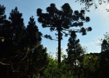Las Jornadas Técnicas Forestales Ambientales  celebran 40 años con un encuentro en Eldorado