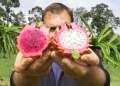 La pitahaya en Misiones, un cultivo innovador y comercial