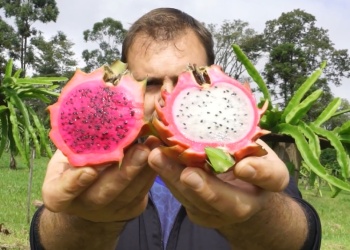 La pitahaya en Misiones, un cultivo innovador y comercial