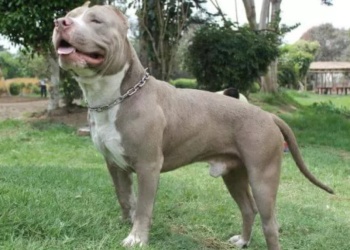 Jubilado murió desangrado al intentar separar a dos pitbull que se peleaban