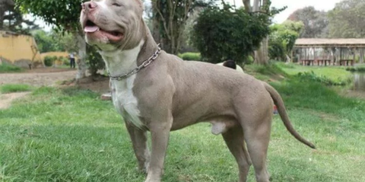 DESENLACE FATAL. La tenencia de razas potencialmente peligrosas bajo la lupa.