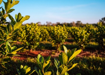 El Gobierno de Misiones convocó a una mesa de trabajo yerbatera