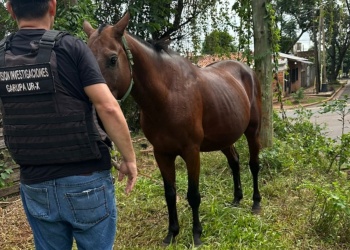 Robaron un caballo y lo ofrecían en Marketplace: lo recuperaron