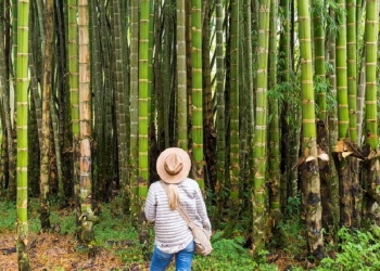 Como la IA nos entrena en la flexibilidad del líder bambú
