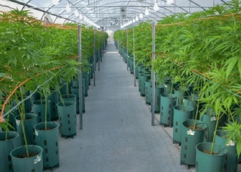 Validan calidad de semillas de cáñamo producidas en Misiones