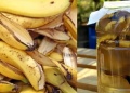 Fertilizante natural con cáscara de banana: una alternativa económica