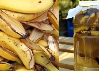 Fertilizante natural con cáscara de banana: una alternativa económica