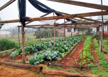 Misiones lanza “Ahora Chacra” con reintegros del 20% para productores