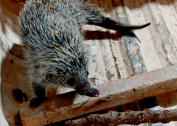 Rescataron un coendú que deambulaba en pleno centro de San Pedro