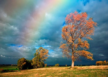 Cuando el alma necesita color: cómo puede ayudarte la naturaleza