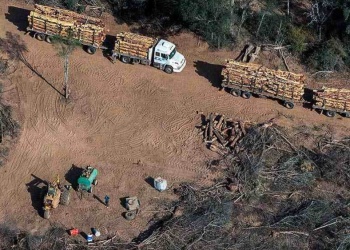 La Nación quiere habilitar desmontes sin control en zonas verdes y crece el rechazo