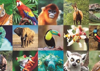 Día del Animal: Protejamos sus derechos