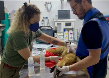 Posadas: trasladaron al mono carayá que se encontraba en Villa Cabello