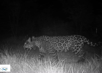 Confirmaron la muerte de “Elecha”, una histórica yaguareté de Misiones