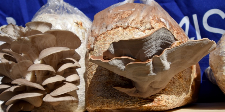 FUNDAMENTAL Los diferentes tipos de hongos que se comercializan llevan todo un proceso estrictamente cuidado que garantizan su calidad.