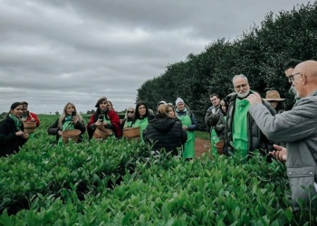 Expo Té 2026 suma recorridos guiados y experiencias inmersivas en establecimientos de té gourmet