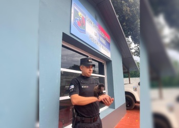 Rescataron animales silvestres en distintos puntos de Misiones y los derivaron a centros especializados