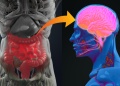 La conexión invisible entre intestino y cerebro: cómo la microbiota influye en la salud mental