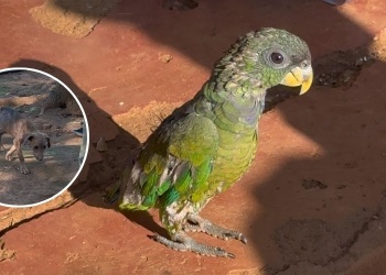 Ohana denunció maltrato animal y delitos ambientales en otra comunidad mbya de Misiones