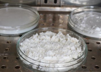 Prueban nuevas mandiocas con más almidón en cooperativas