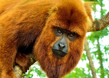 Traerán monos carayá rojos de Brasil  para repoblar Parque Cruce Caballero