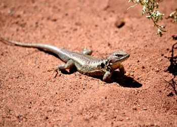 Descubren en Australia un lagarto único en el mundo: quedan menos de 20 ejemplares