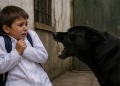 Un niño fue atacado por un perro en Alem y sufrió múltiples heridas