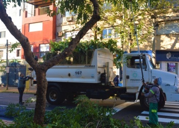 Prevén que el operativo de poda  recolecte un 15% más que en 2025