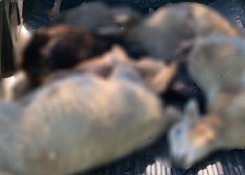 Fachinal: investigan supuesto ataque de un felino a un rebaño de ovejas