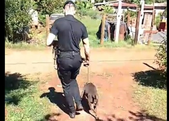 Tras un alerta vecinal, salvaron a un perro que había caído en un pozo en Oberá