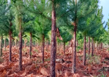 Certificación verde: clave para la producción y el  comercio forestal