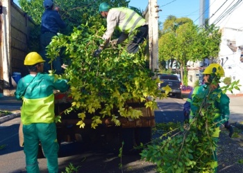 Advierten que todavía no comenzó la temporada de podas en Posadas