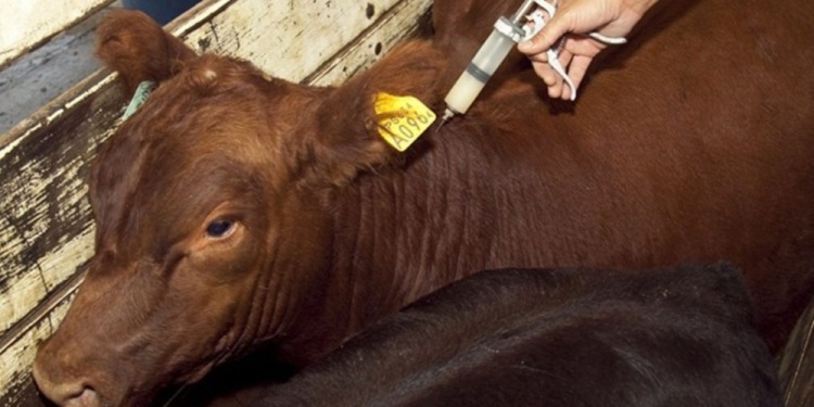 FOCOS ACTIVOS. Indican que una vez que el virus ingresa a una hacienda, el proceso de control puede demorar entre 30 y 60 días.