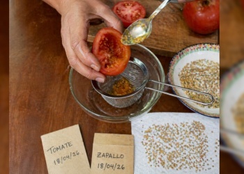 De la verdulería al semillero: cómo tener tus propias semillas